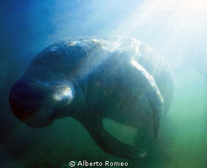 Portrait of a Manatee sun backlight by Alberto Romeo 